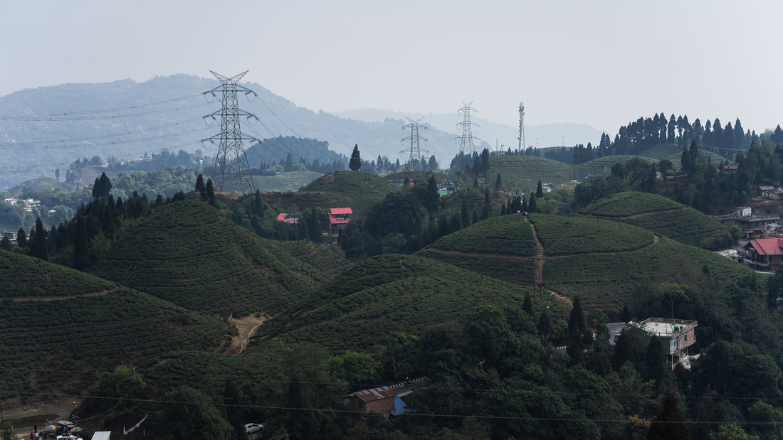 Kangra Valley Tea: The Perfect Tea for Every Journey