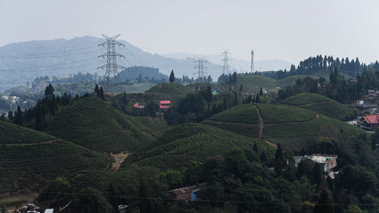 Kangra Valley Tea: The Perfect Tea for Every Journey