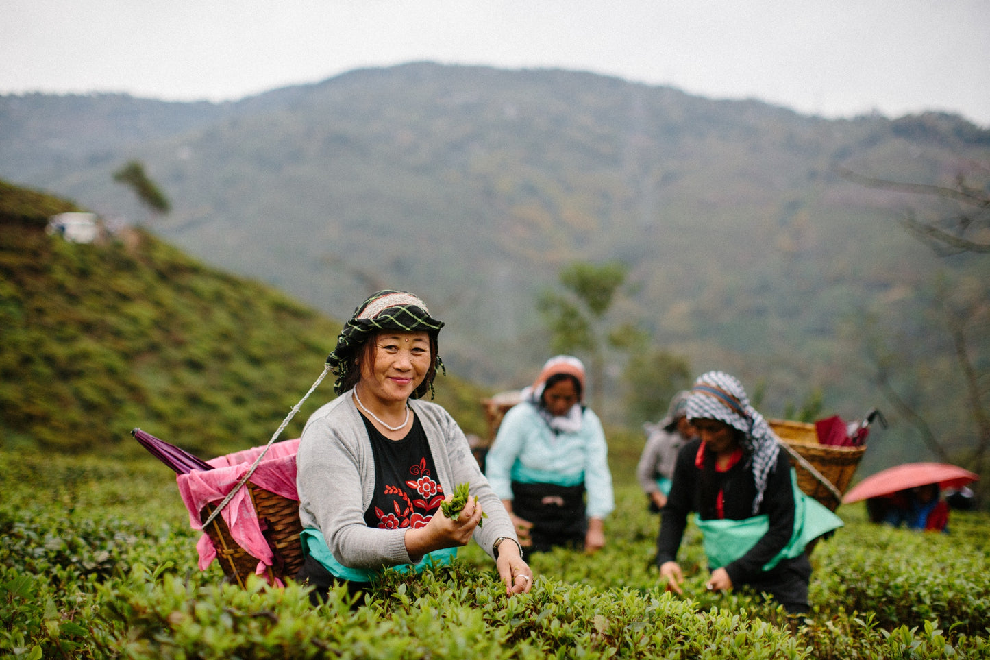 Darjeeling First Flush Tea Retreat 2027