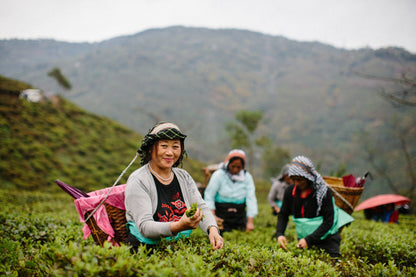 Darjeeling First Flush Tea Retreat 2027