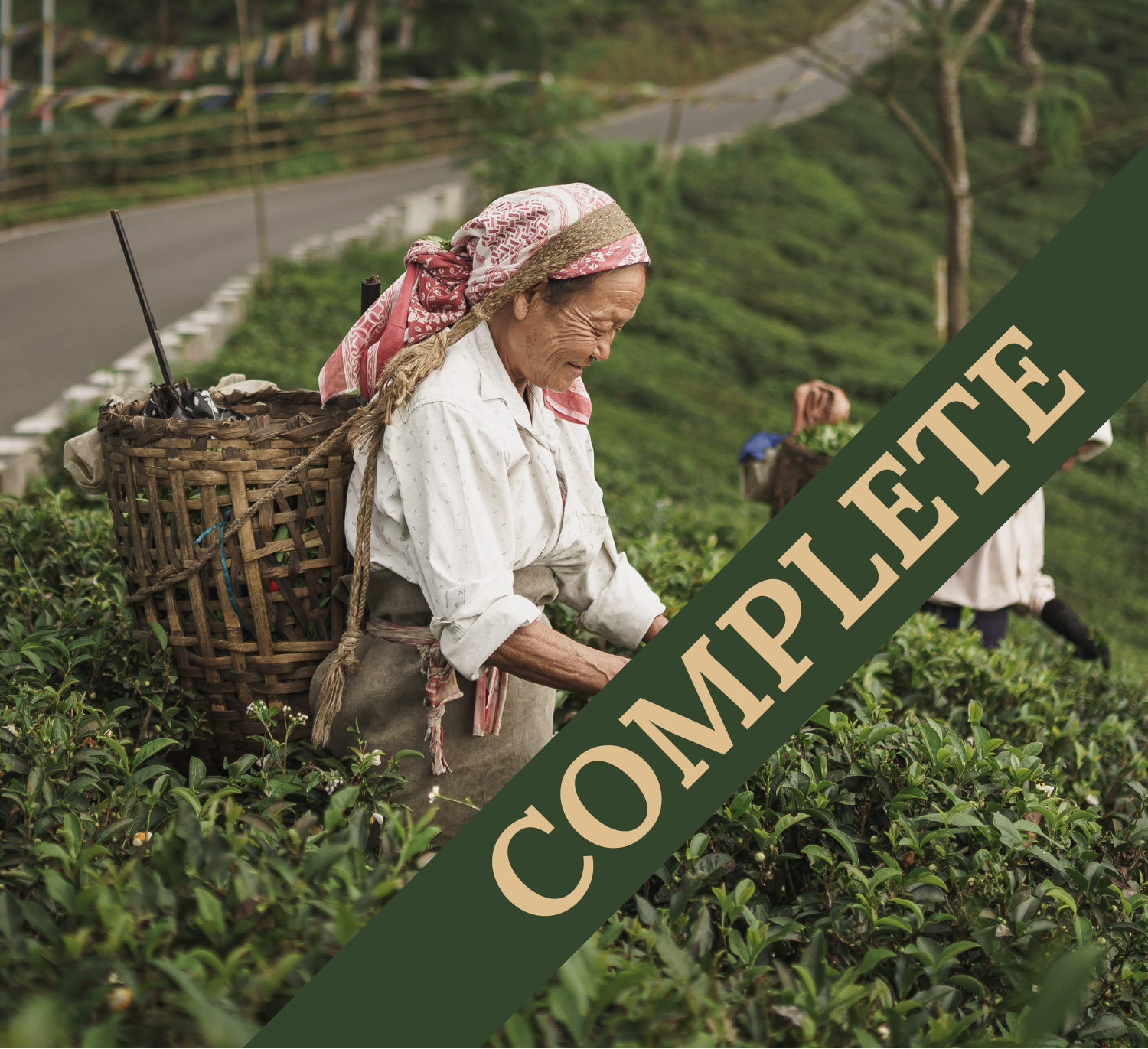 Woman working in a tea field with a 'COMPLETE' sign overlay