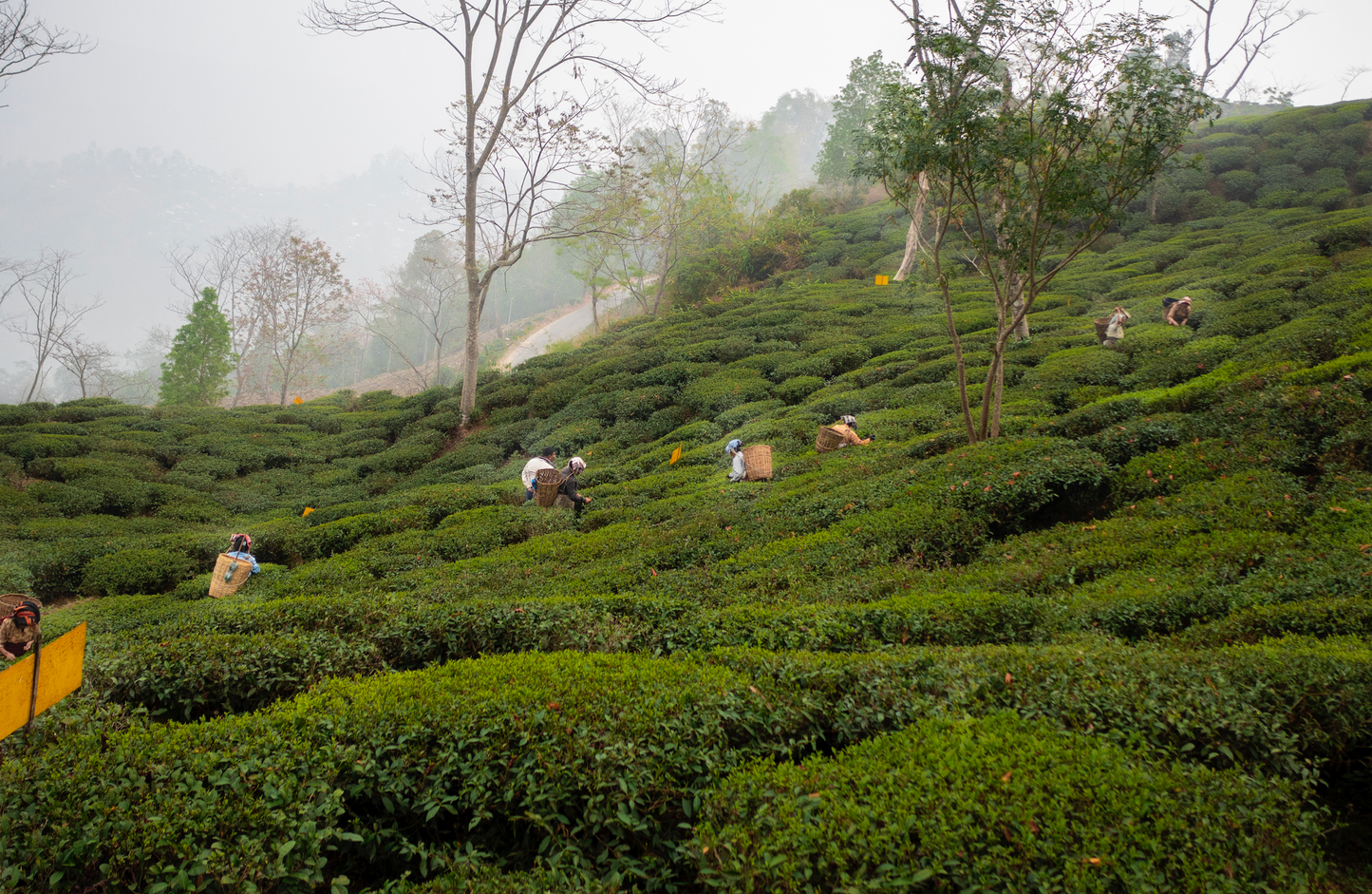 Darjeeling First Flush Tea Retreat 2027