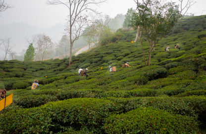 Darjeeling First Flush Tea Retreat 2027