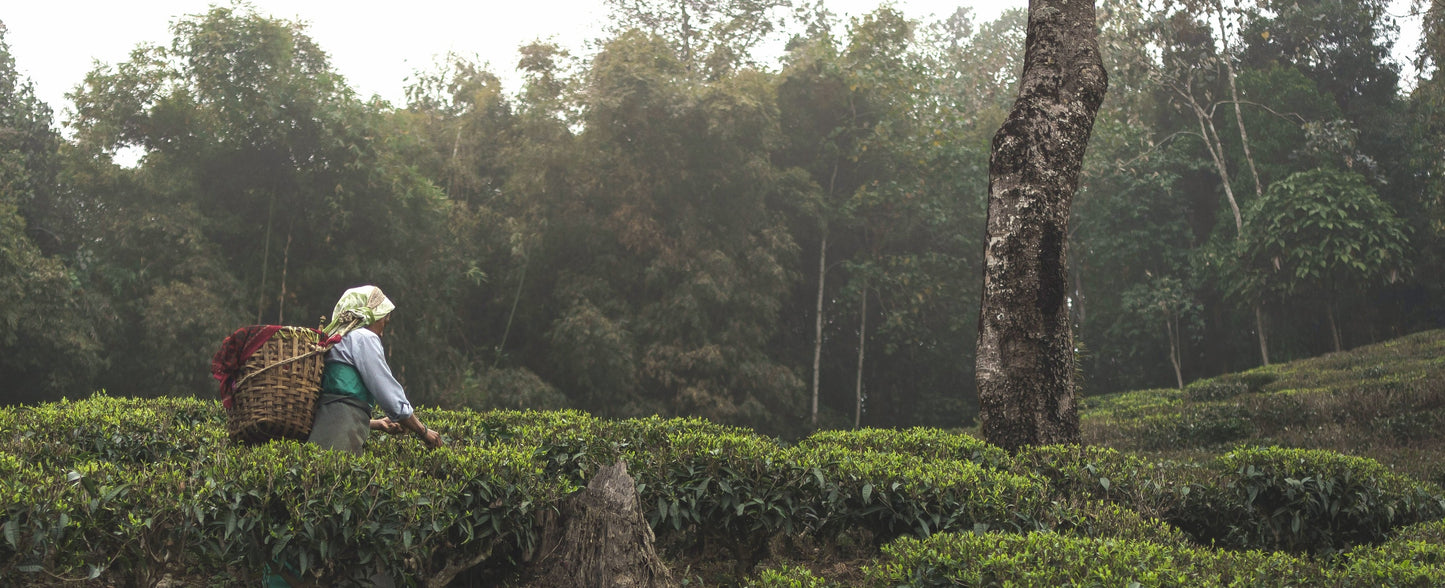 Darjeeling First Flush Tea Retreat 2027