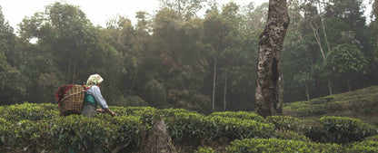 Darjeeling First Flush Tea Retreat 2027
